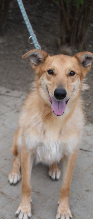plum – Mischling, Männchen, 5 Jahre, Ungarn – Foto 3