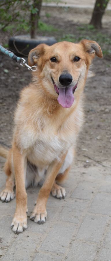 plum – Mischling, Männchen, 5 Jahre, Ungarn – Foto 4