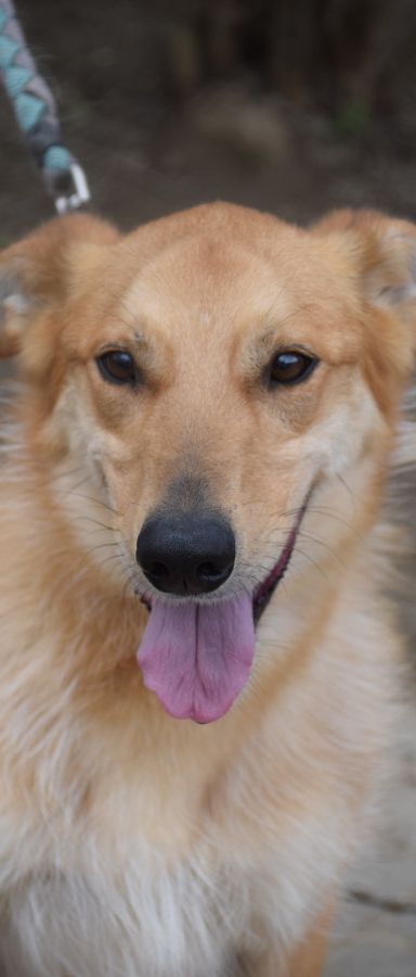 plum – Mischling, Männchen, 5 Jahre, Ungarn – Foto 5