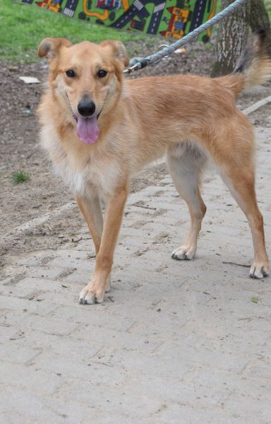 plum – Mischling, Männchen, 5 Jahre, Ungarn – Foto 6