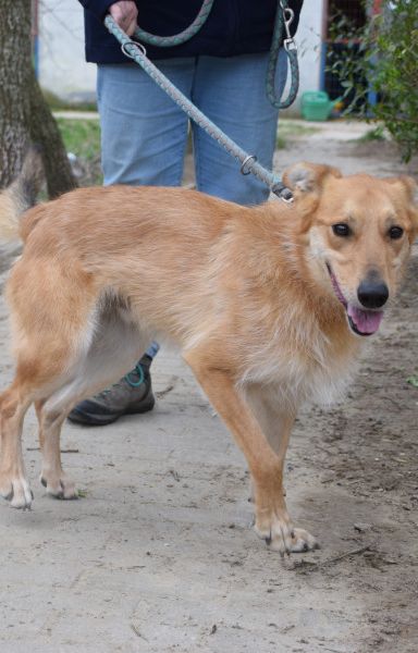 plum – Mischling, Männchen, 5 Jahre, Ungarn – Foto 7