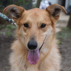plum – Mischling, Männchen, 5 Jahre, Ungarn – Foto 8