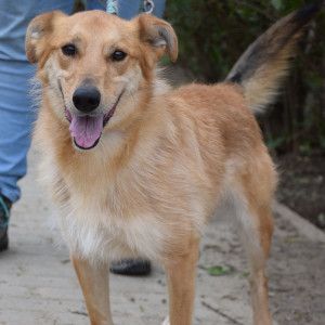 plum – Mischling, Männchen, 5 Jahre, Ungarn – Foto 9