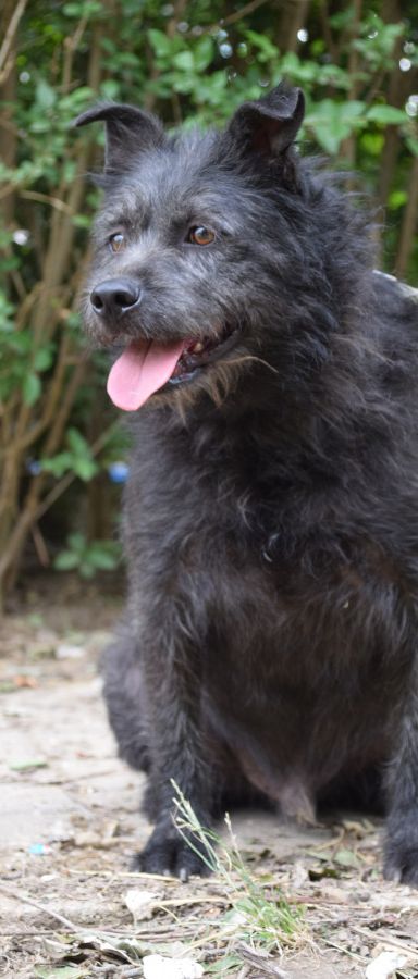 dio – Mischling, Männchen, 4 Jahre, Ungarn – Foto 1