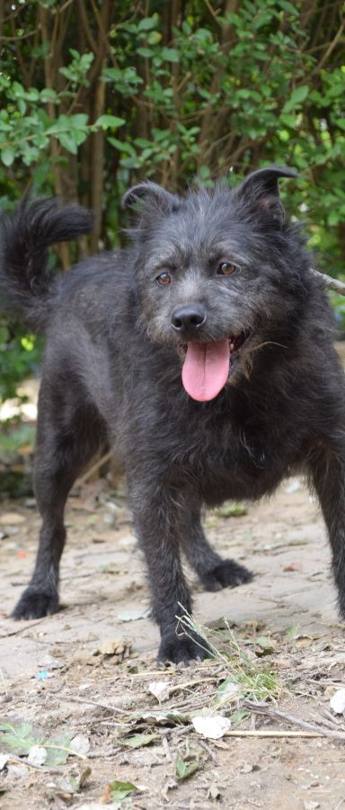 dio – Mischling, Männchen, 4 Jahre, Ungarn – Foto 2