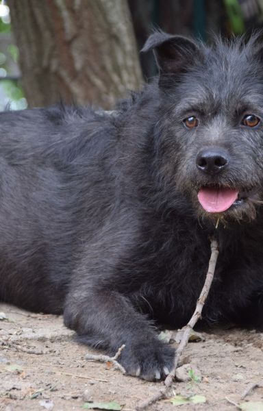 dio – Mischling, Männchen, 4 Jahre, Ungarn – Foto 3
