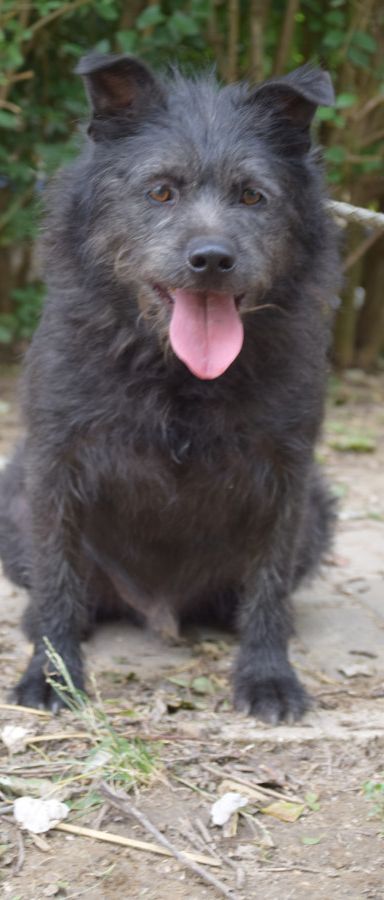 dio – Mischling, Männchen, 4 Jahre, Ungarn – Foto 4