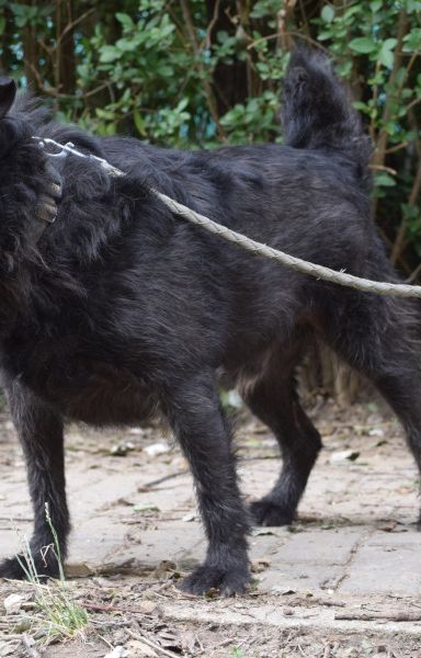dio – Mischling, Männchen, 4 Jahre, Ungarn – Foto 5