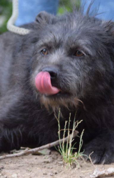 dio – Mischling, Männchen, 4 Jahre, Ungarn – Foto 6