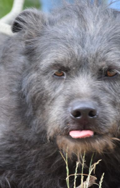 dio – Mischling, Männchen, 4 Jahre, Ungarn – Foto 7