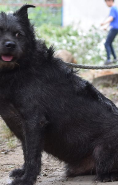 dio – Mischling, Männchen, 4 Jahre, Ungarn – Foto 8