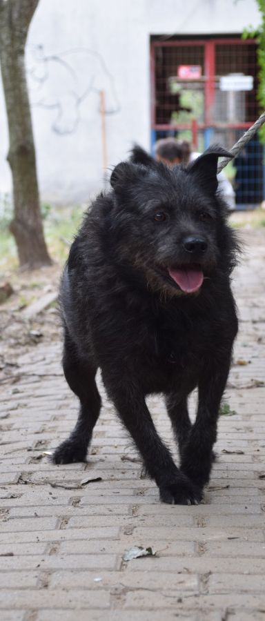 dio – Mischling, Männchen, 4 Jahre, Ungarn – Foto 9