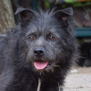 dio – Mischling, Männchen, 4 Jahre, Ungarn – Foto 10