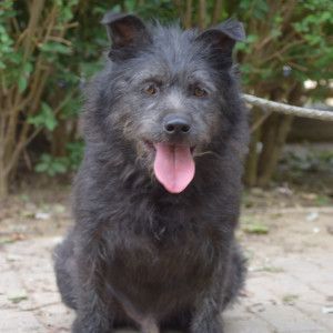 dio – Mischling, Männchen, 4 Jahre, Ungarn – Foto 11