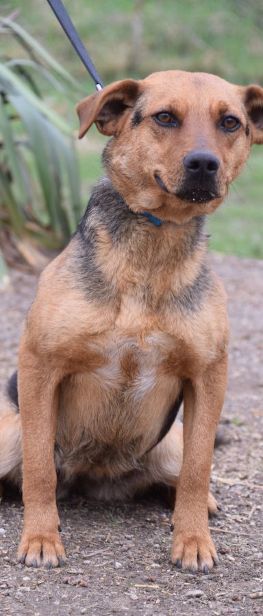 Georgina – Mischling, Weibchen, 2 Jahre, Ungarn – Foto 3