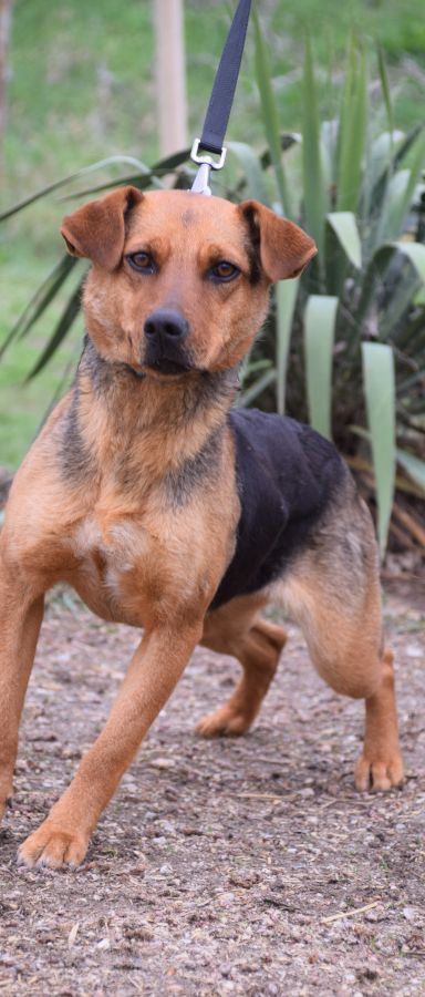 Georgina – Mischling, Weibchen, 2 Jahre, Ungarn – Foto 4