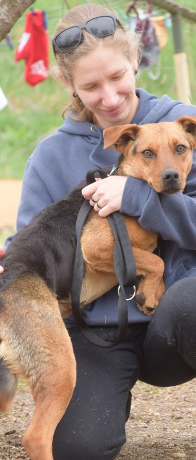 Georgina – Mischling, Weibchen, 2 Jahre, Ungarn – Foto 5