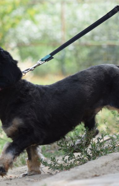 tamme – Mischling, Männchen, 1 Jahr 5 Monate, Ungarn – Foto 2