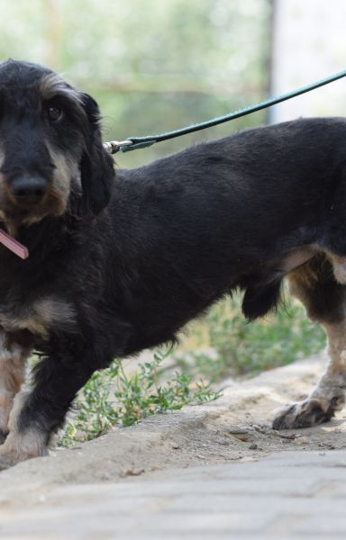tamme – Mischling, Männchen, 1 Jahr 5 Monate, Ungarn – Foto 3