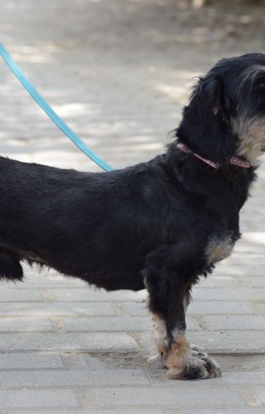 tamme – Mischling, Männchen, 1 Jahr 5 Monate, Ungarn – Foto 5