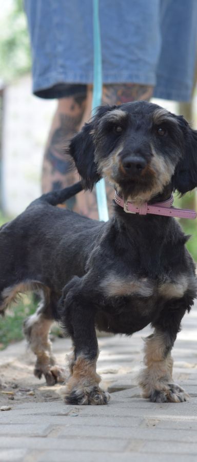 tamme – Mischling, Männchen, 1 Jahr 5 Monate, Ungarn – Foto 6