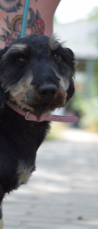 tamme – Mischling, Männchen, 1 Jahr 5 Monate, Ungarn – Foto 8