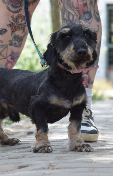 tamme – Mischling, Männchen, 1 Jahr 5 Monate, Ungarn – Foto 10