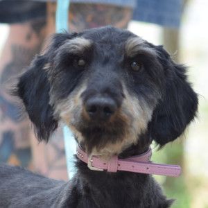 tamme – Mischling, Männchen, 1 Jahr 5 Monate, Ungarn – Foto 12