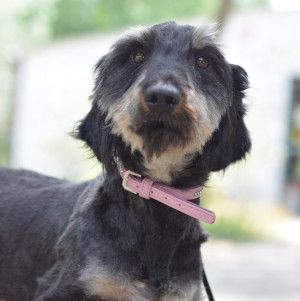 tamme – Mischling, Männchen, 1 Jahr 5 Monate, Ungarn – Foto 13