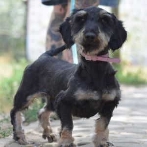 tamme – Mischling, Männchen, 1 Jahr 5 Monate, Ungarn – Foto 14