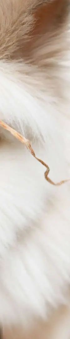 Moppel & Hoppel – Löwenkopf-Mix & Satin-Angora-Mix, Weibchen, 13 Monate, 13057 Berlin – Foto 1