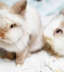Moppel & Hoppel – Löwenkopf-Mix & Satin-Angora-Mix, Weibchen, 13 Monate, 13057 Berlin – Foto 2