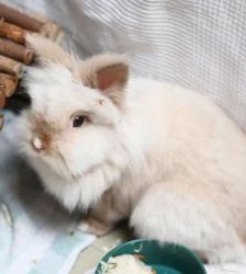 Moppel & Hoppel – Löwenkopf-Mix & Satin-Angora-Mix, Weibchen, 13 Monate, 13057 Berlin – Foto 3