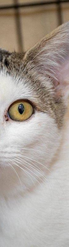 Noel – Europäisch Kurzhaar, Männchen, 4 Monate, 65520 Bad Camberg – Foto 2