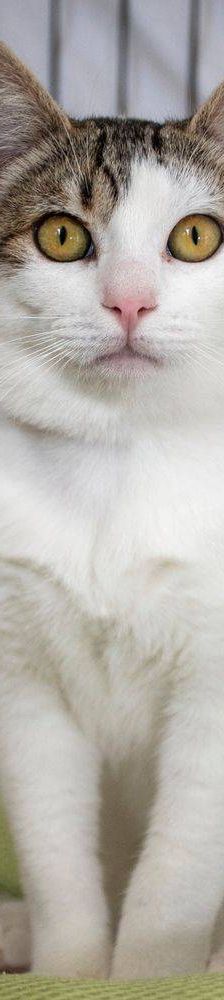 Noel – Europäisch Kurzhaar, Männchen, 4 Monate, 65520 Bad Camberg – Foto 11