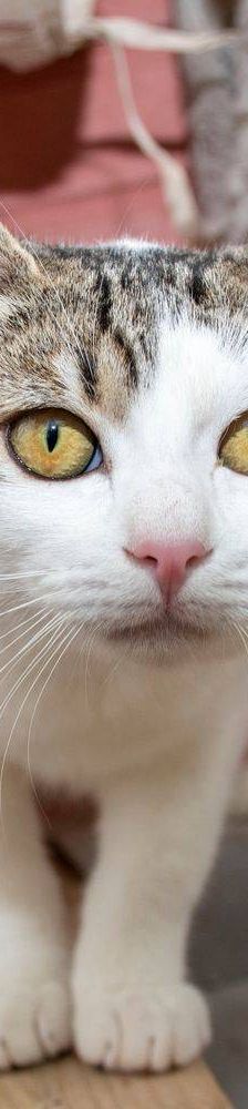 Noel – Europäisch Kurzhaar, Männchen, 4 Monate, 65520 Bad Camberg – Foto 14