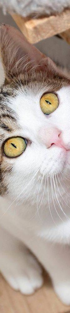 Noel – Europäisch Kurzhaar, Männchen, 4 Monate, 65520 Bad Camberg – Foto 15