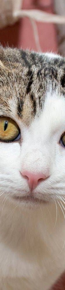 Noel – Europäisch Kurzhaar, Männchen, 4 Monate, 65520 Bad Camberg – Foto 17