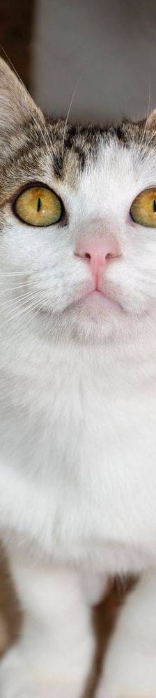 Noel – Europäisch Kurzhaar, Männchen, 4 Monate, 65520 Bad Camberg – Foto 18
