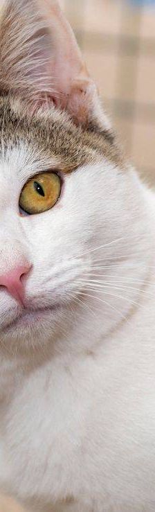 Noel – Europäisch Kurzhaar, Männchen, 4 Monate, 65520 Bad Camberg – Foto 20