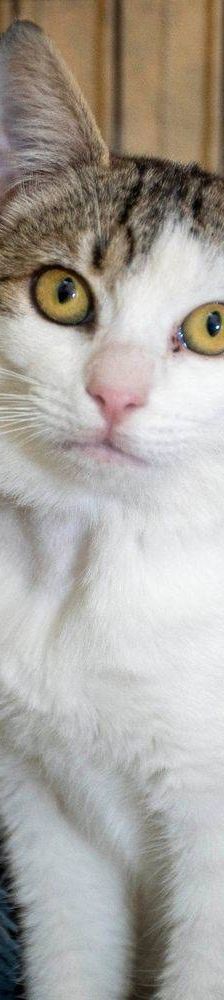 Noel – Europäisch Kurzhaar, Männchen, 4 Monate, 65520 Bad Camberg – Foto 3