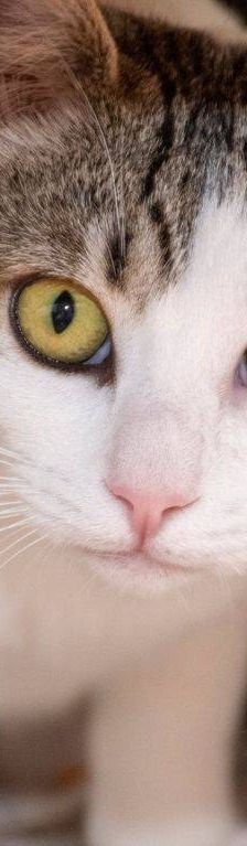 Noel – Europäisch Kurzhaar, Männchen, 4 Monate, 65520 Bad Camberg – Foto 21