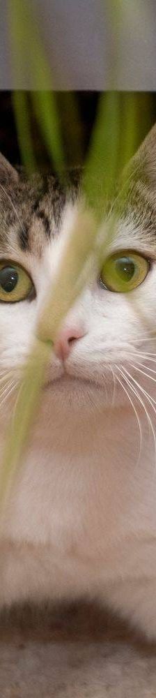 Noel – Europäisch Kurzhaar, Männchen, 4 Monate, 65520 Bad Camberg – Foto 22