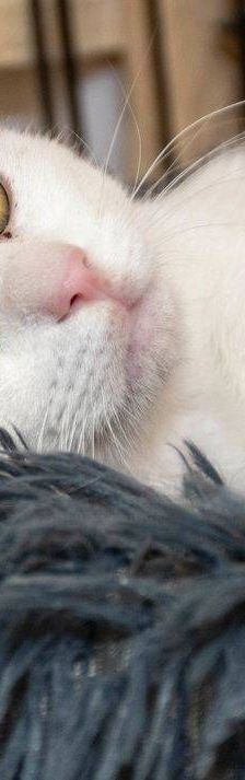 Noel – Europäisch Kurzhaar, Männchen, 4 Monate, 65520 Bad Camberg – Foto 4