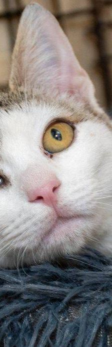 Noel – Europäisch Kurzhaar, Männchen, 4 Monate, 65520 Bad Camberg – Foto 5