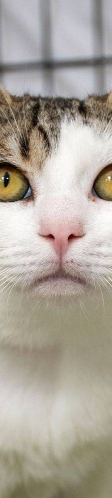 Noel – Europäisch Kurzhaar, Männchen, 4 Monate, 65520 Bad Camberg – Foto 6