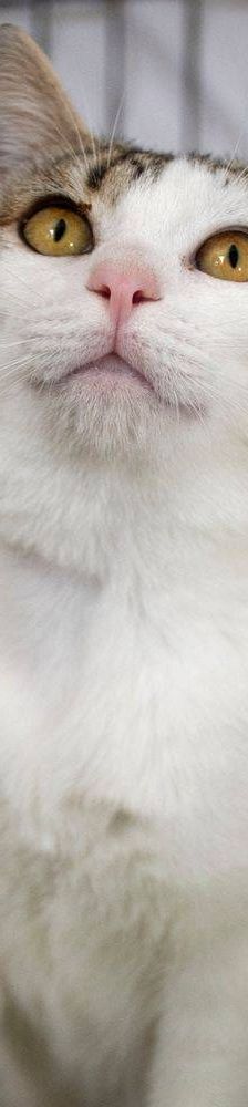 Noel – Europäisch Kurzhaar, Männchen, 4 Monate, 65520 Bad Camberg – Foto 7