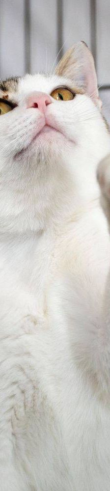 Noel – Europäisch Kurzhaar, Männchen, 4 Monate, 65520 Bad Camberg – Foto 8