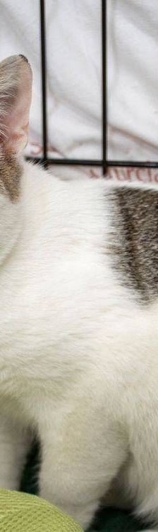 Noel – Europäisch Kurzhaar, Männchen, 4 Monate, 65520 Bad Camberg – Foto 9