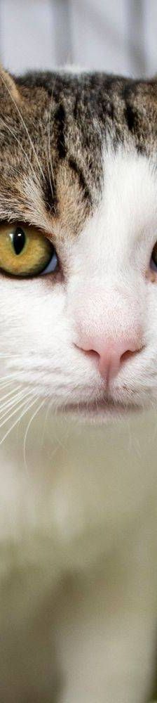 Noel – Europäisch Kurzhaar, Männchen, 4 Monate, 65520 Bad Camberg – Foto 10